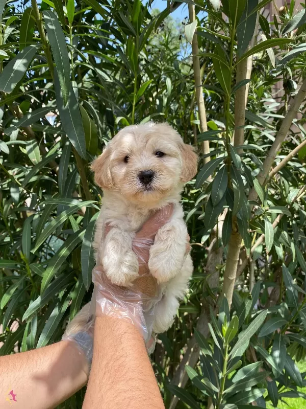 Pofuduk Tuylu Maltipoo Yavruları