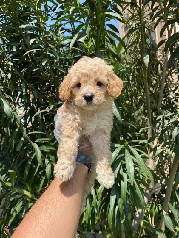 En Masum Ve Sevimli Maltipoo Bebekler