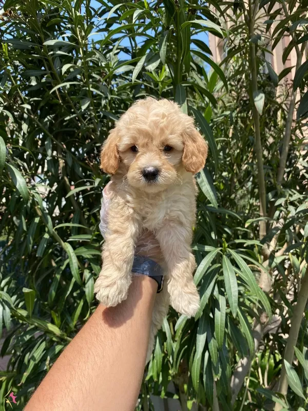 En Masum Ve Sevimli Maltipoo Bebekler