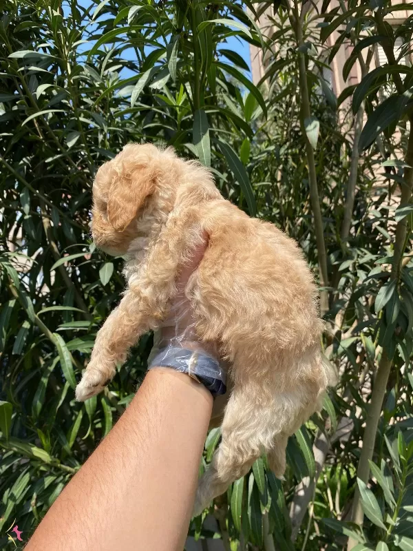 En Masum Ve Sevimli Maltipoo Bebekler