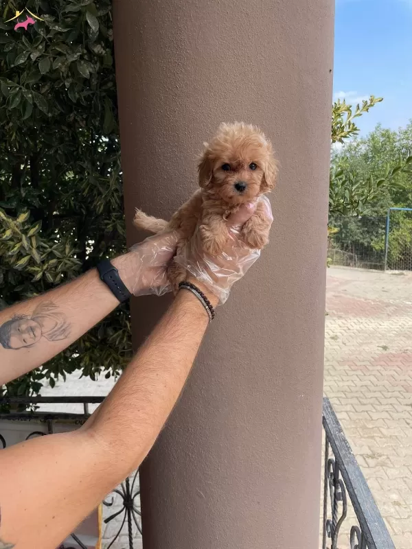 En Ozeli Orijinal Maltipoo Bebekler