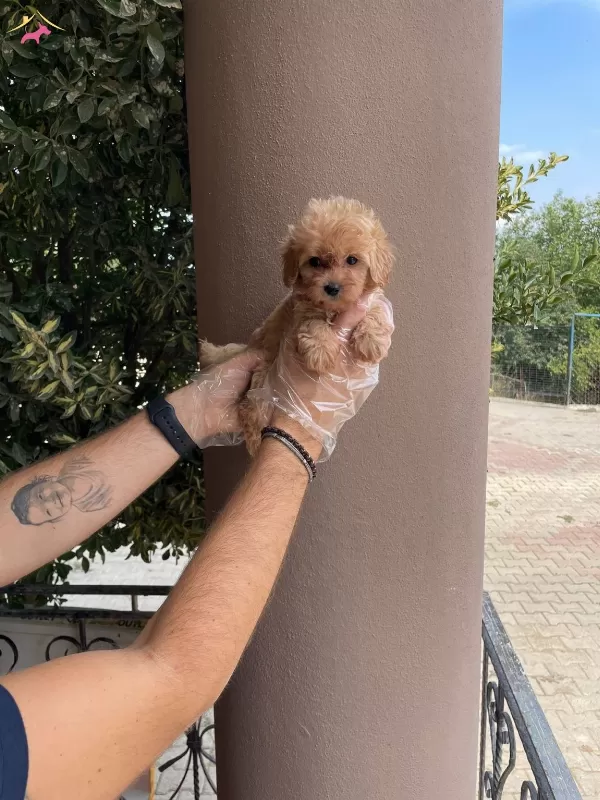 En Ozeli Orijinal Maltipoo Bebekler