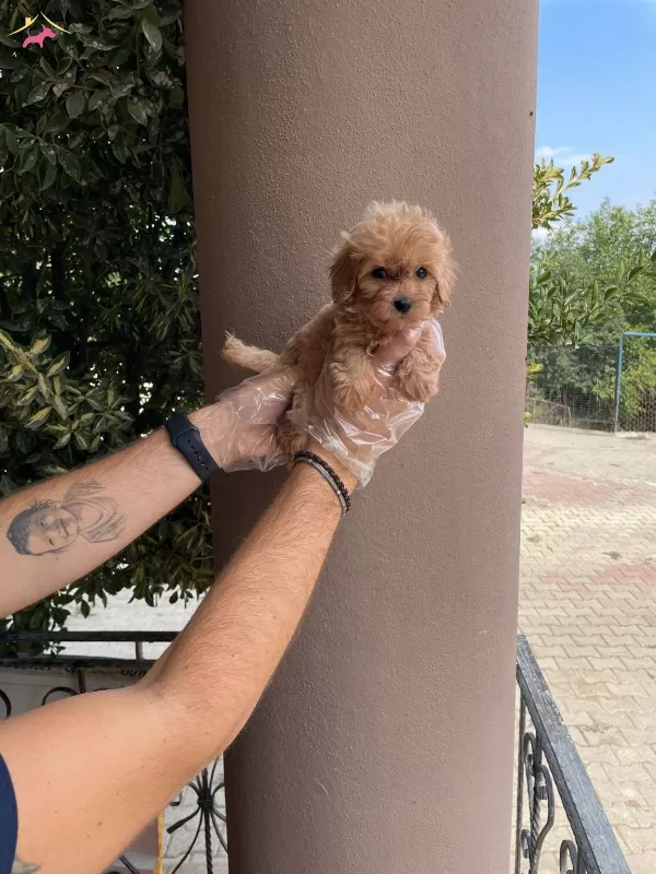 En Ozeli Orijinal Maltipoo Bebekler