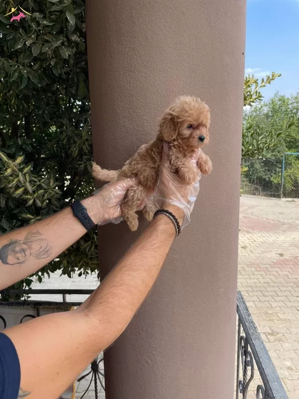 En Ozeli Orijinal Maltipoo Bebekler
