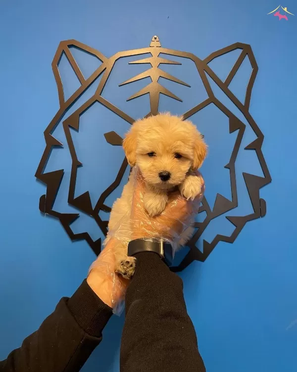 Sirin Mi Sirin Maltipoo Bebeklerimiz