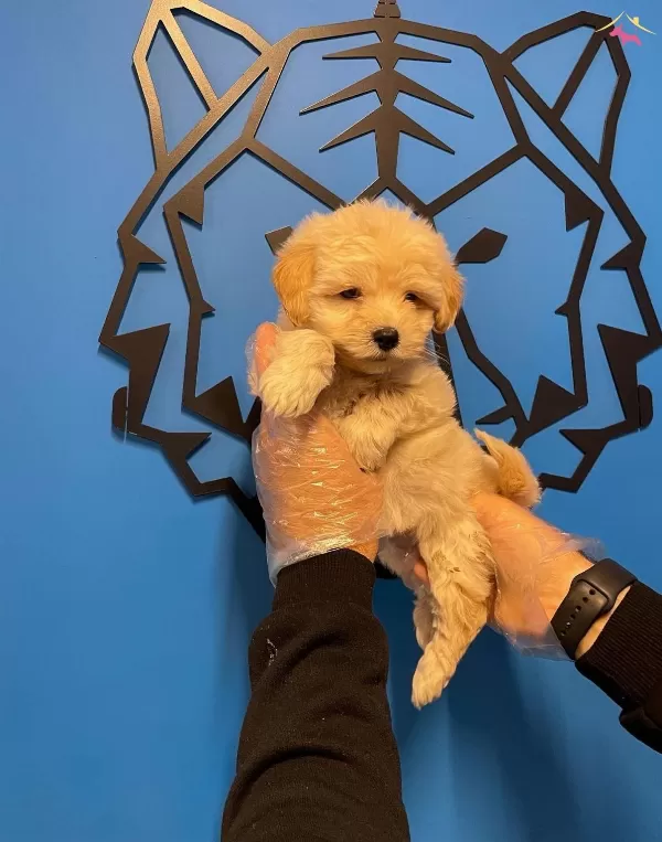 Sirin Mi Sirin Maltipoo Bebeklerimiz