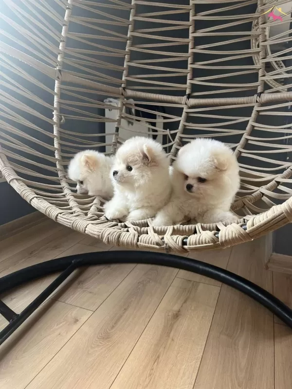 Ust Pomeranian Boo Yavrularımiz