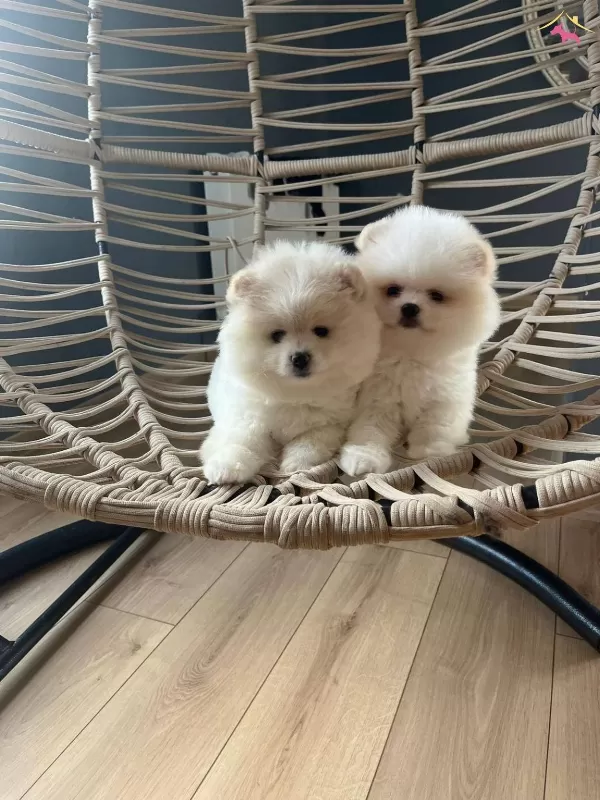 Ust Pomeranian Boo Yavrularımiz