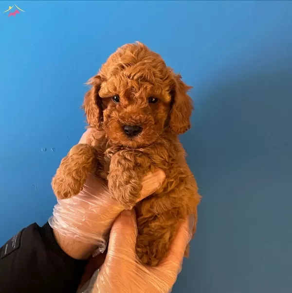 Red Brown Toy Poodle Yavrularımız
