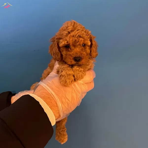 Red Brown Toy Poodle Yavrularımız