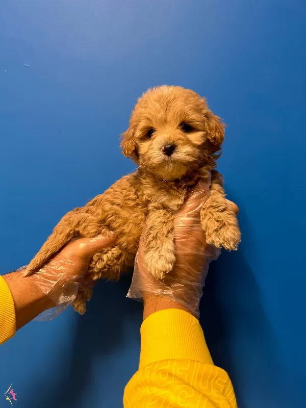 Orijinal Kusursuz Maltipoo Bebekler