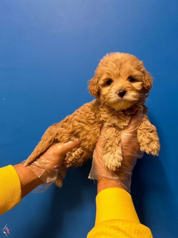 Orijinal Kusursuz Maltipoo Bebekler