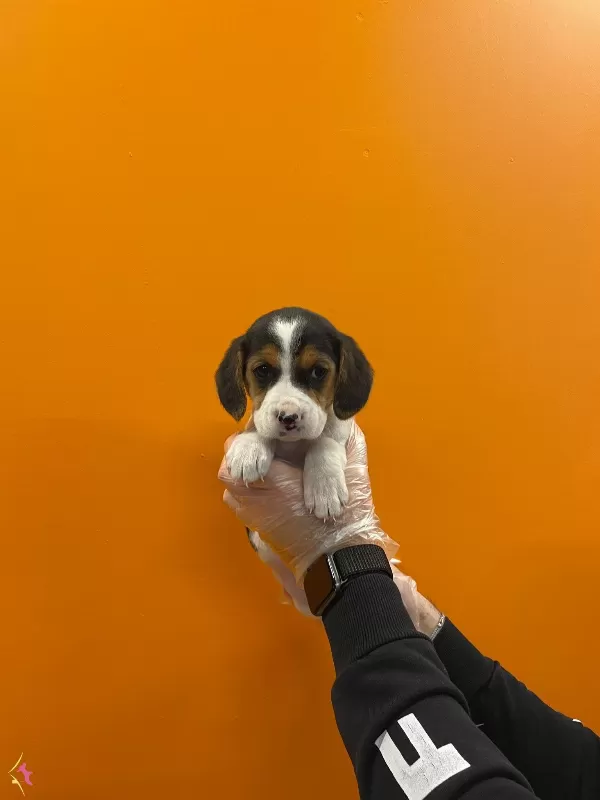 3 Renk Orjinal Elizabet Beagle Yavrularımiz