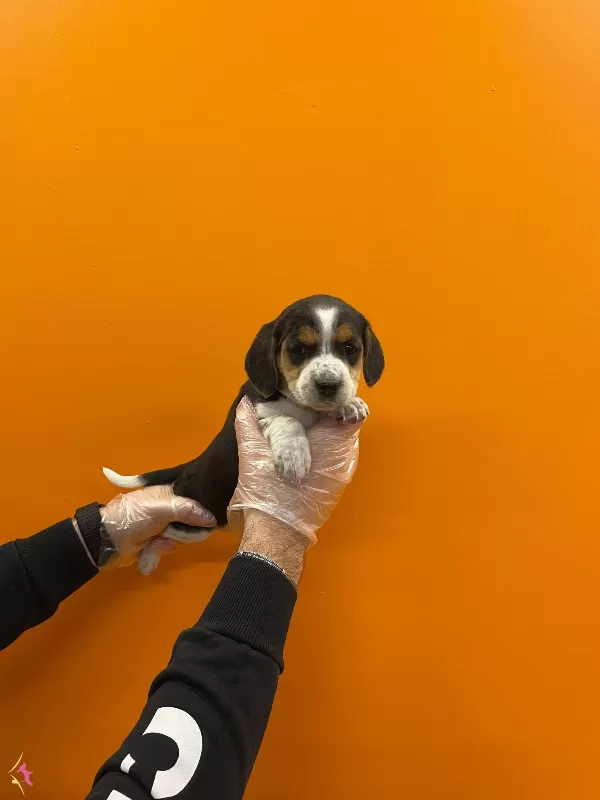 3 Renk Orjinal Elizabet Beagle Yavrularımiz