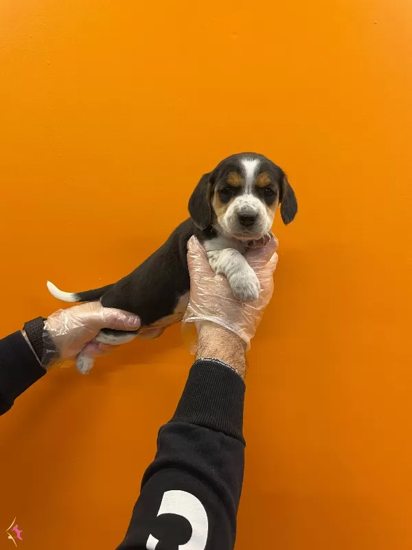 3 Renk Orjinal Elizabet Beagle Yavrularımiz