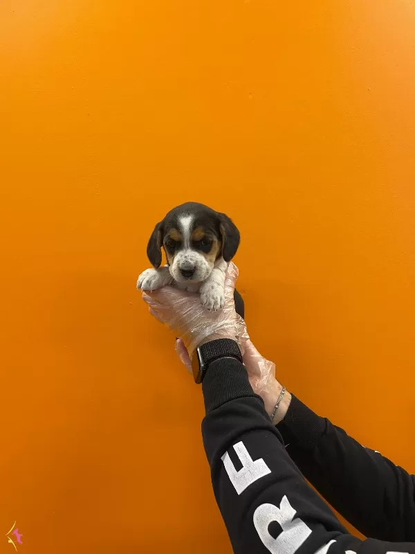 3 Renk Orjinal Elizabet Beagle Yavrularımiz