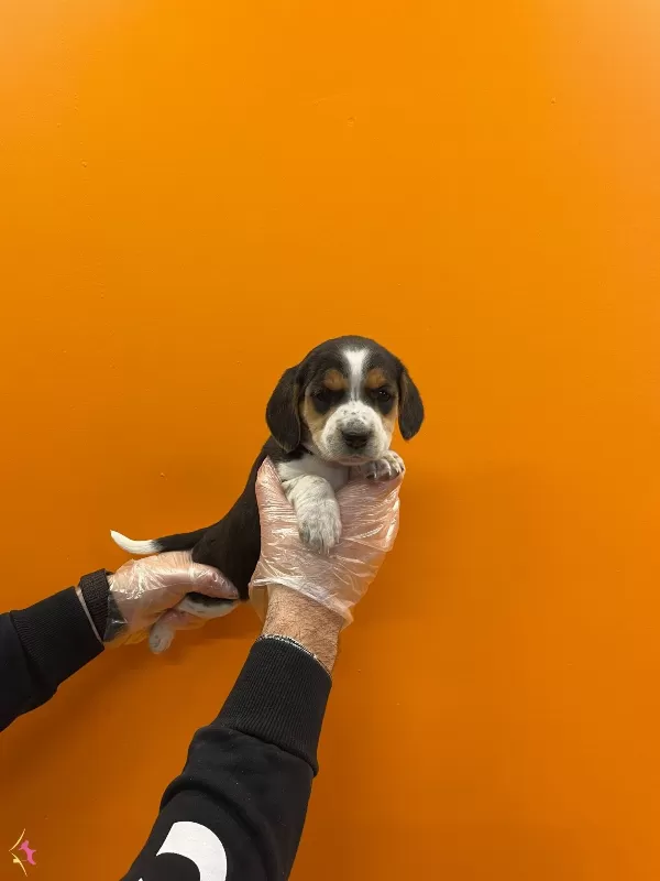 3 Renk Orjinal Elizabet Beagle Yavrularımiz