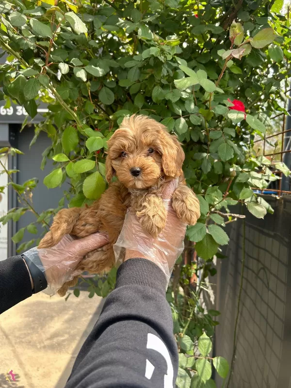 Yumasacik Tuylu Maltipoo Bebekler