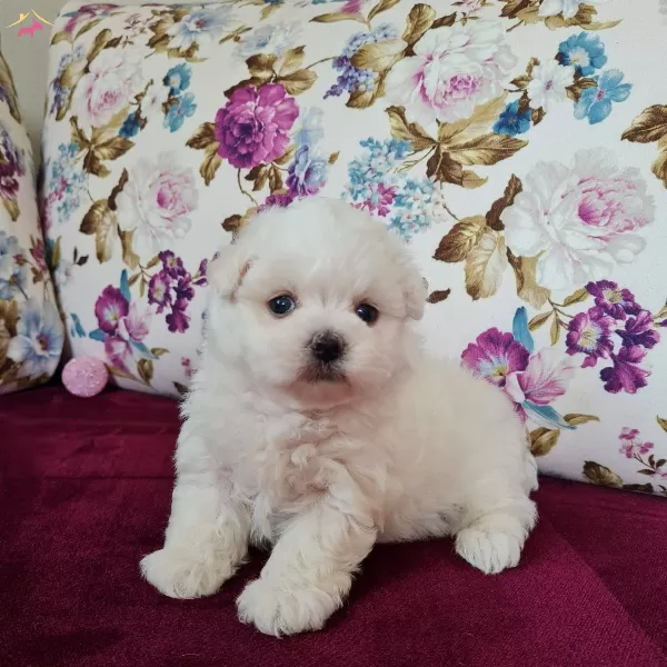 Kısa Bacak Mini Kore Kanı Maltese Terrier Bebekler