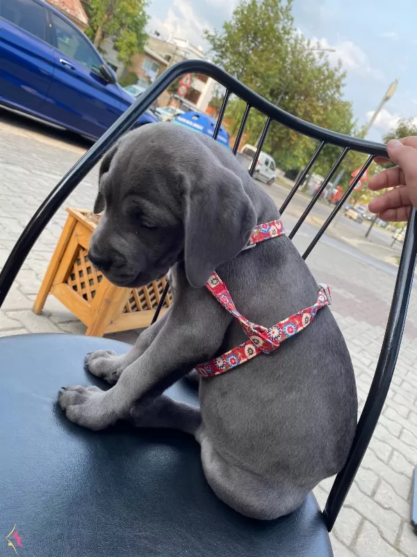 A Kalite Blue Cane Corso Yavrularım