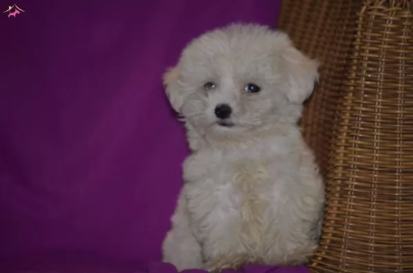 Maltese Terrier Yavrularımız