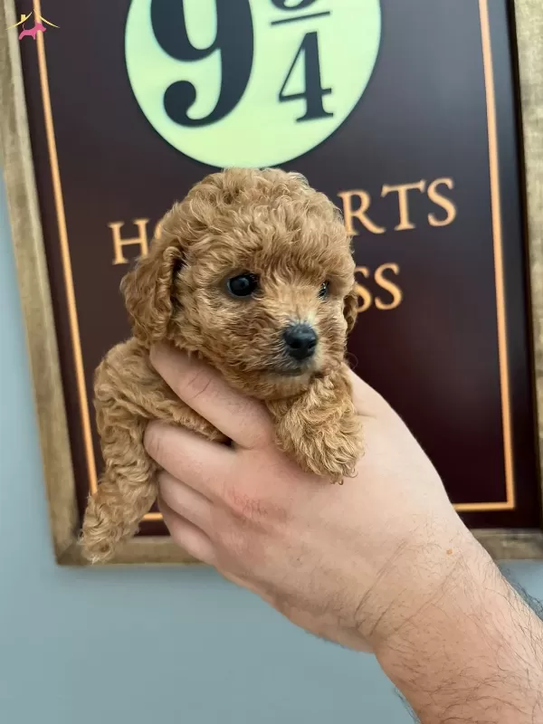 Kif Fci A Scrli Ev Uretimi Toy Poodle Yavrularımiz