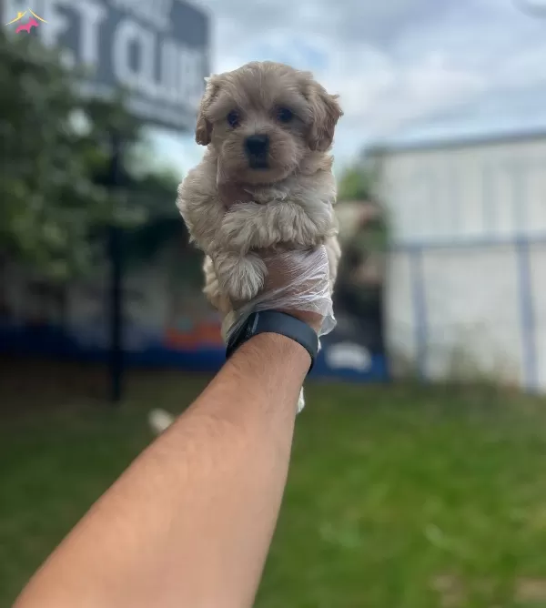 Sempatik Maltipoo Bebekler