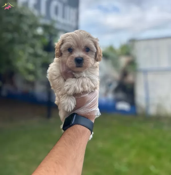 Sempatik Maltipoo Bebekler