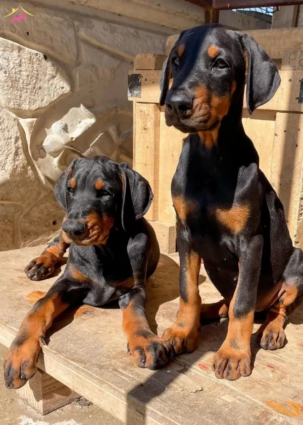 Durusunda Asalet Olan Doberman Yavrularım