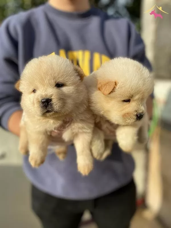 Ayı Surat Chow Chow Bebeklerim