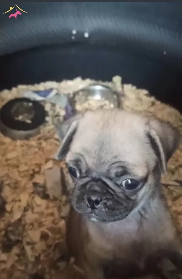 Sevimli Pug Bebeklerim