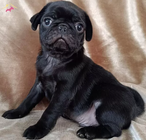 Sevimli Pug Bebeklerim
