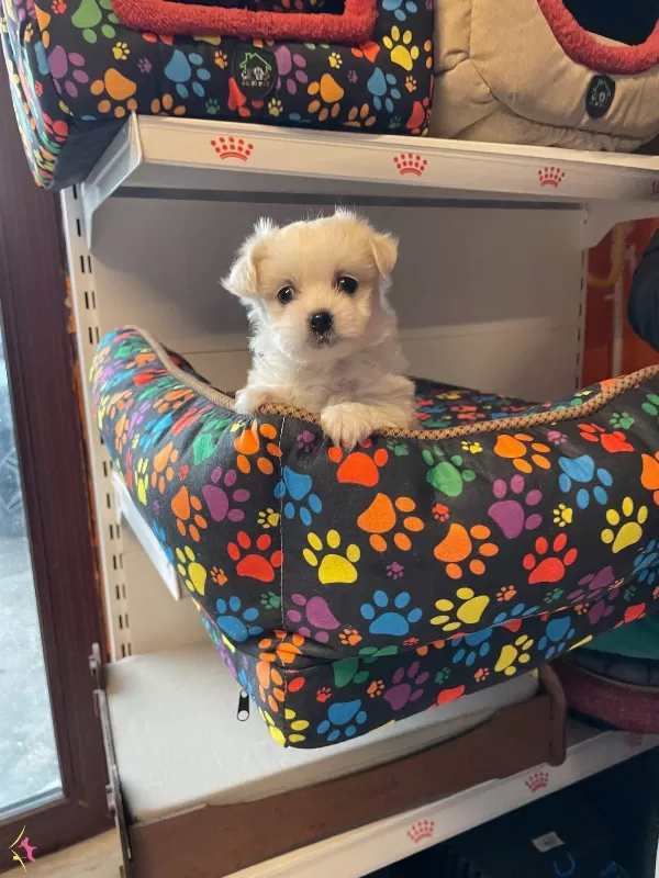 Gerek Tea Cup Maltese Terrer Bebeklermz