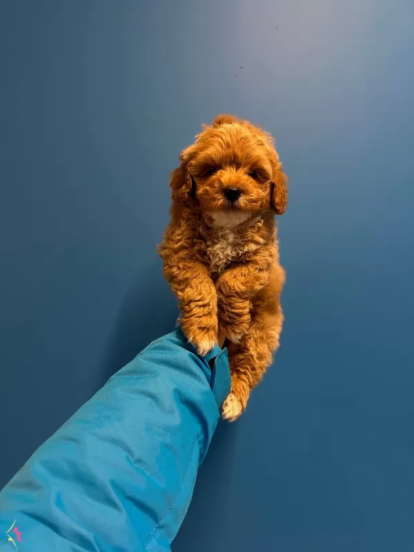Orijinal Irk Ve Sağlik Garantili Maltipoo