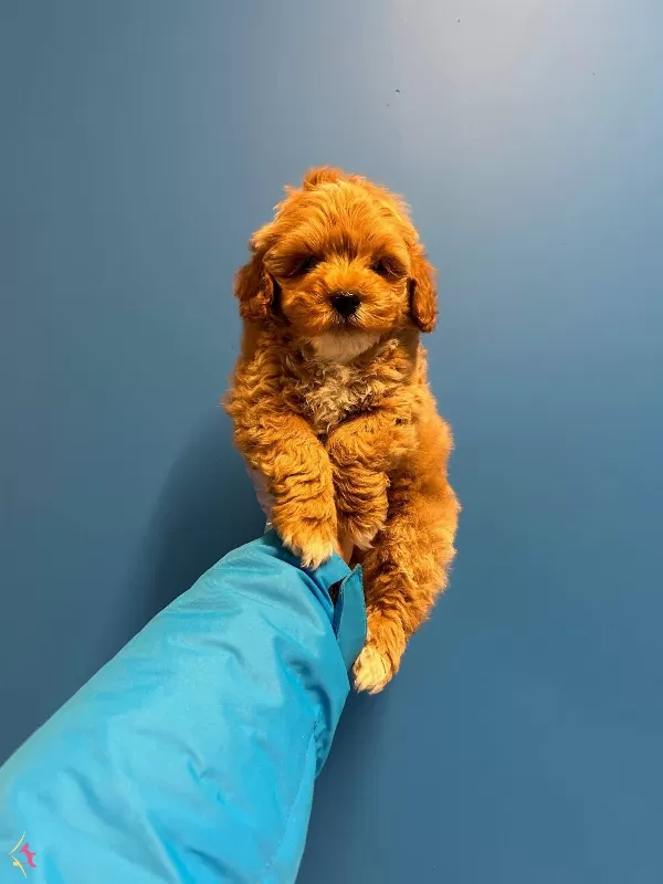 Orijinal Irk Ve Sağlik Garantili Maltipoo