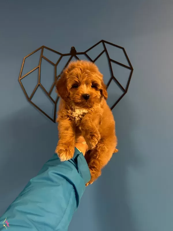 Red Irk Ve Saglik Garantili Maltipoo Bebekler