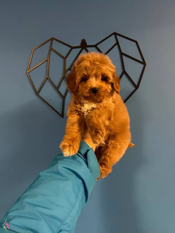 Red Irk Ve Saglik Garantili Maltipoo Bebekler
