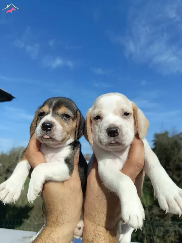 Dünyalar Tatlısı Beagle Yavrularım