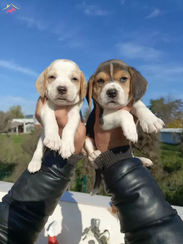 Dünyalar Tatlısı Beagle Yavrularım