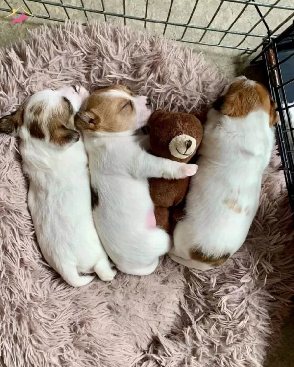 Jack Russel Bebeklerimiz