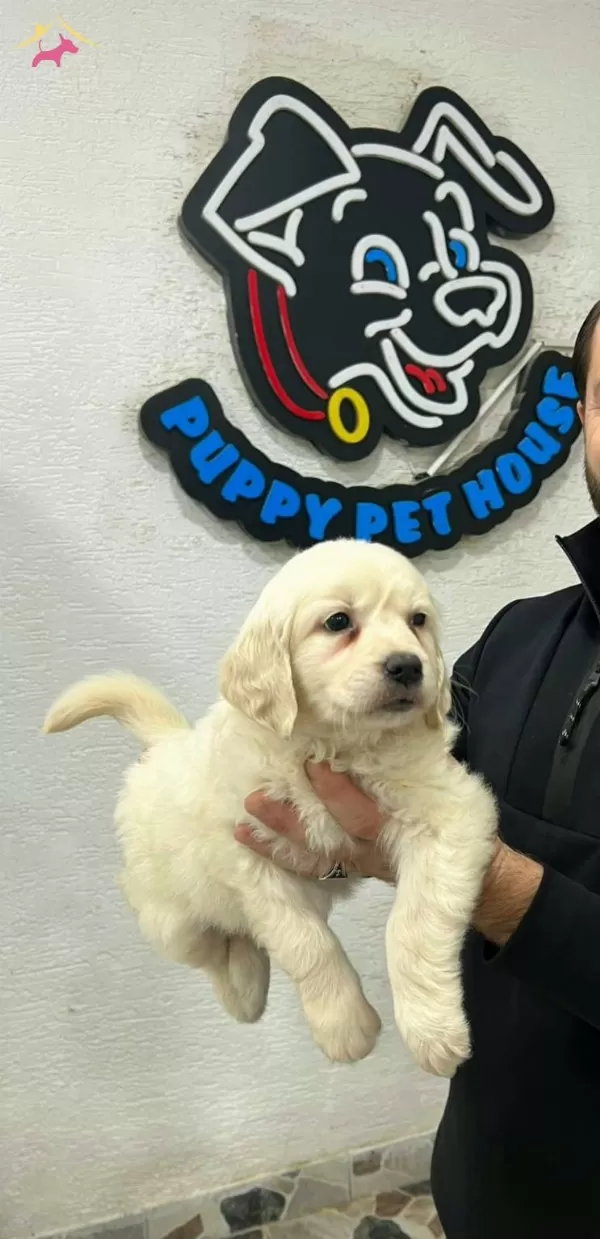 2 Aylık Golden Bebeklerimiz