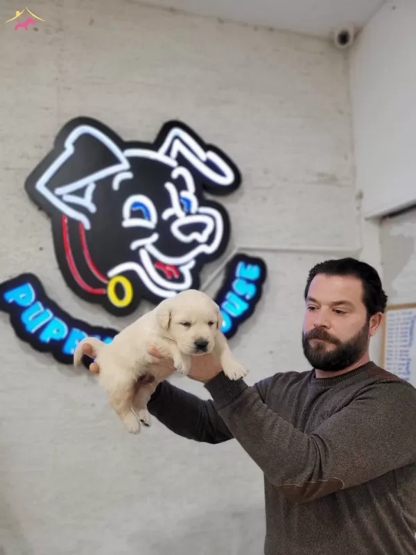 2 Aylık Golden Bebeklerimiz