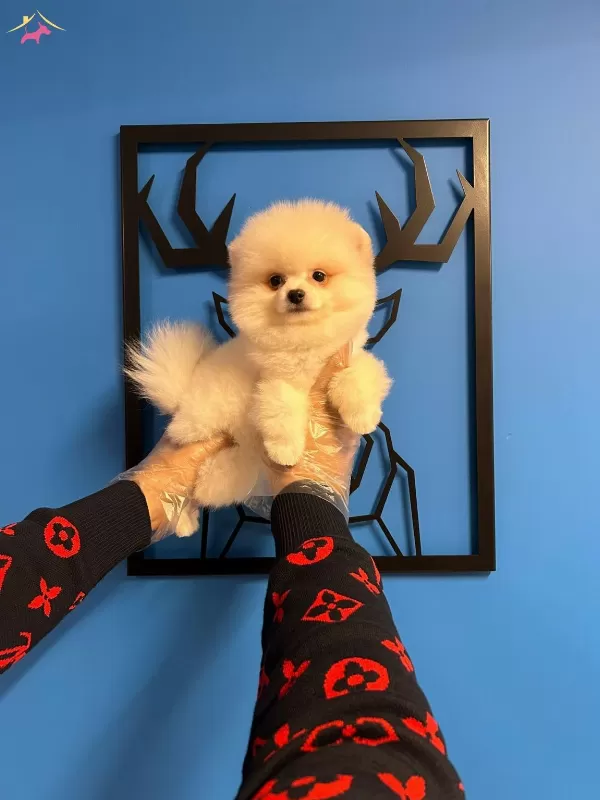 Irk Garantili Pomeranian Boo Bebekler