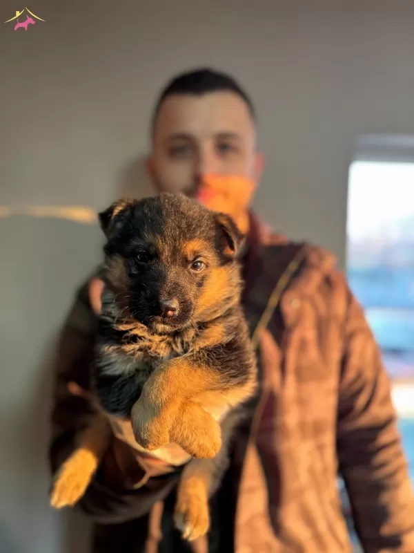 Üst Kalite Alman Kurdu Yavrularım