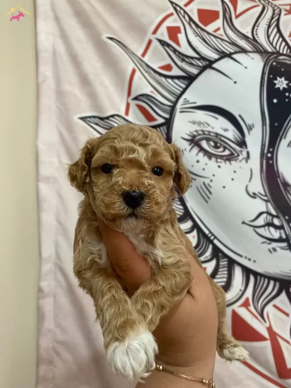 F2 Maltipoo Bebeklerimiz