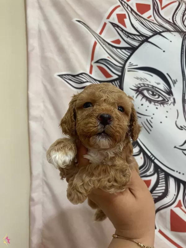 F2 Maltipoo Bebeklerimiz