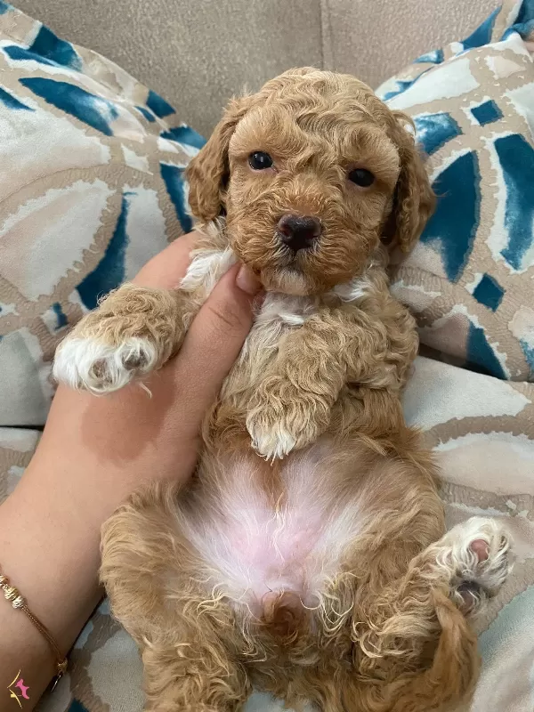 F2 Maltipoo Bebeklerimiz