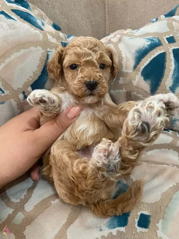 F2 Maltipoo Bebeklerimiz