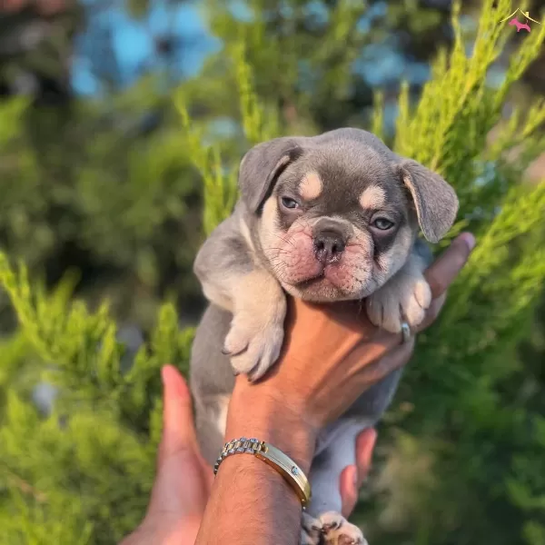 Lilac Tan French Bulldog Yavrularımız