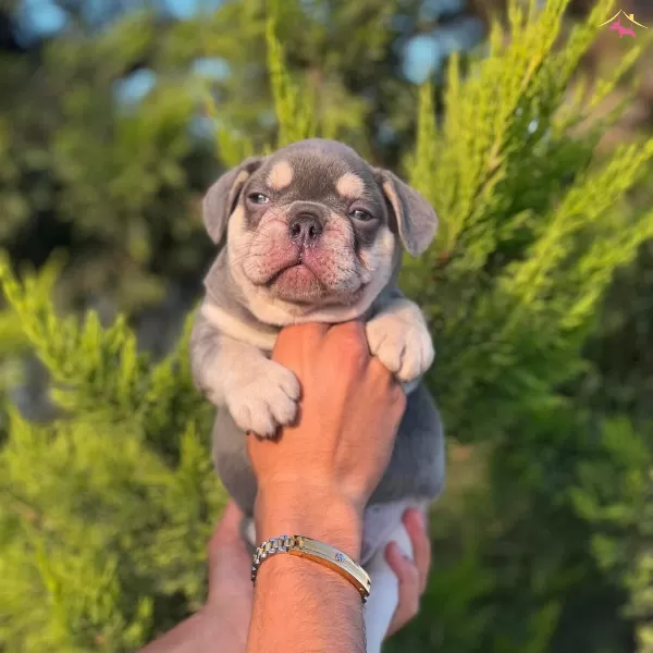 Lilac Tan French Bulldog Yavrularımız